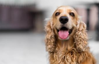 Perro Cocker spaniel