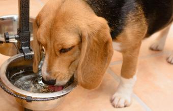 Perro bebiendo agua