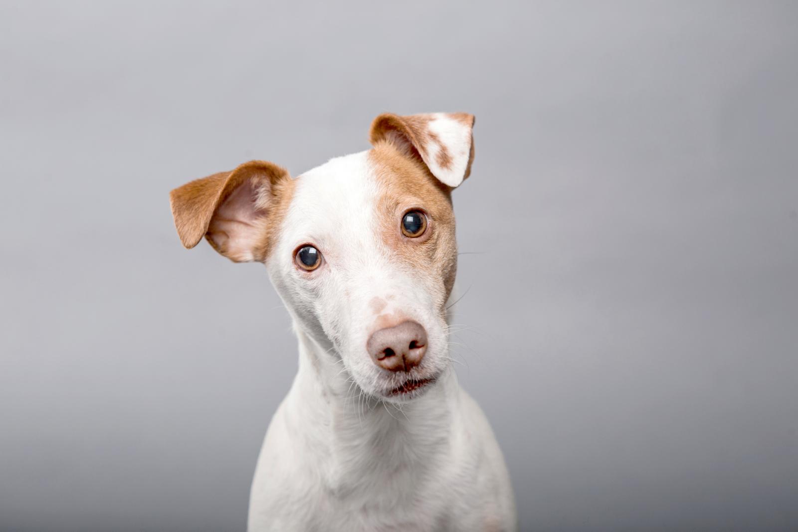 Retrato de un perro
