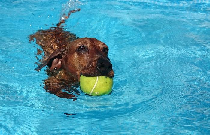 Perro nadando en la piscina