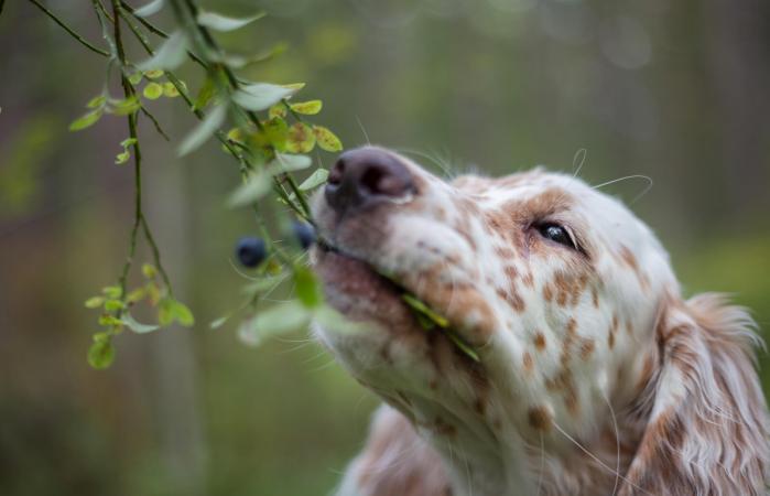 Perro comiendo arándanos azules