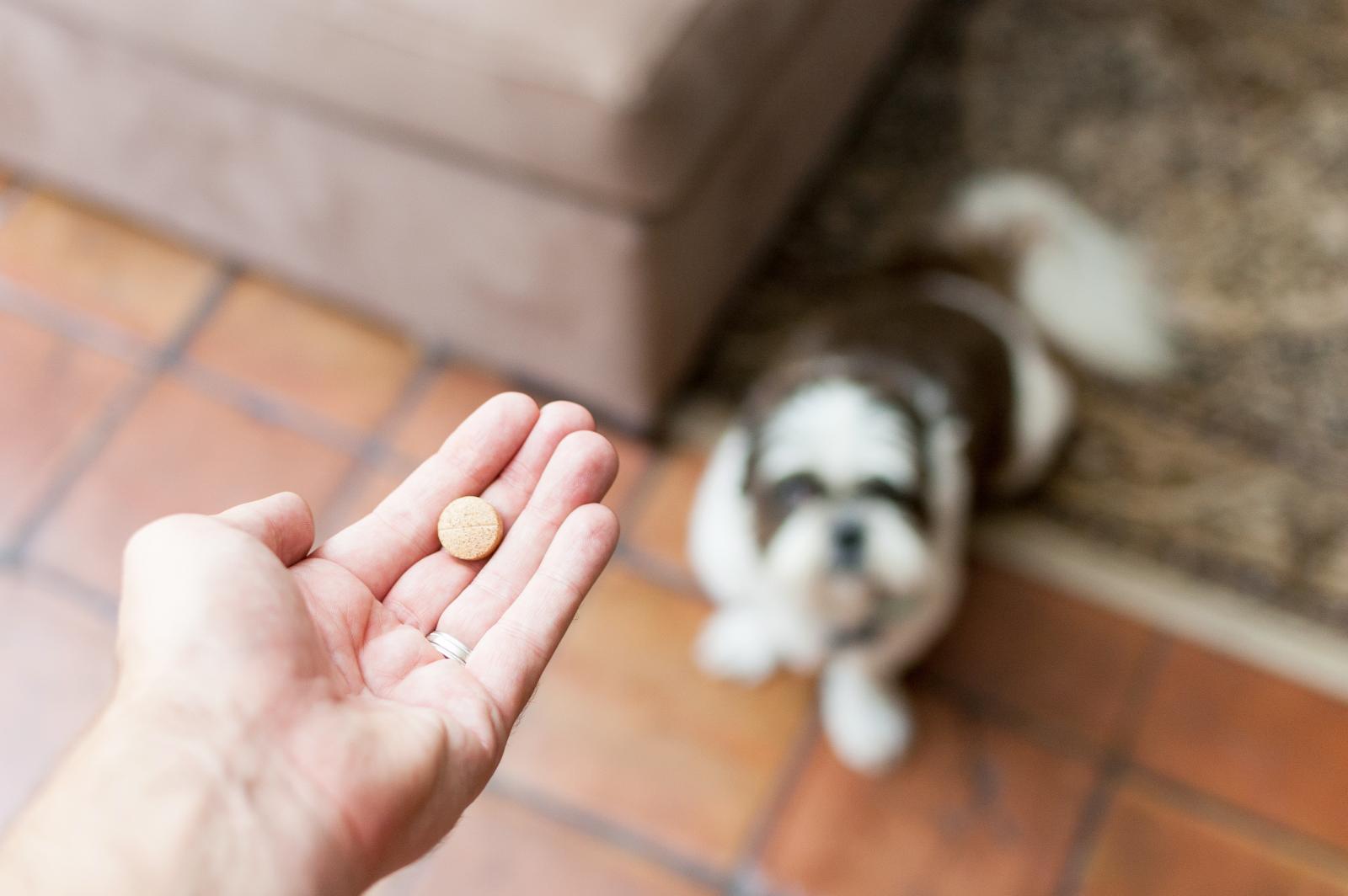 Aspirina en perros