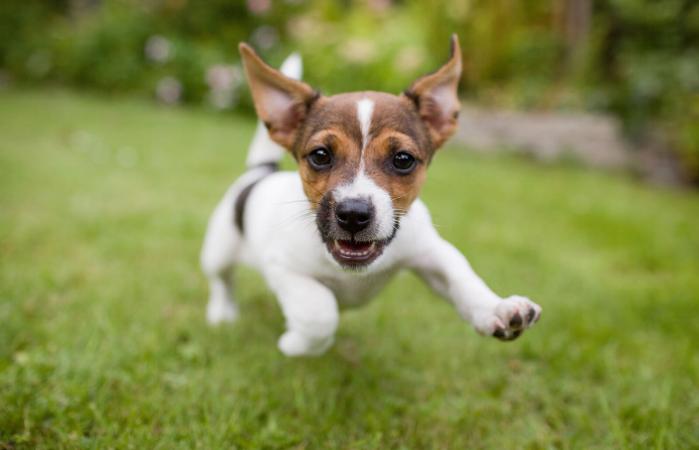 Cachorro feliz corriendo