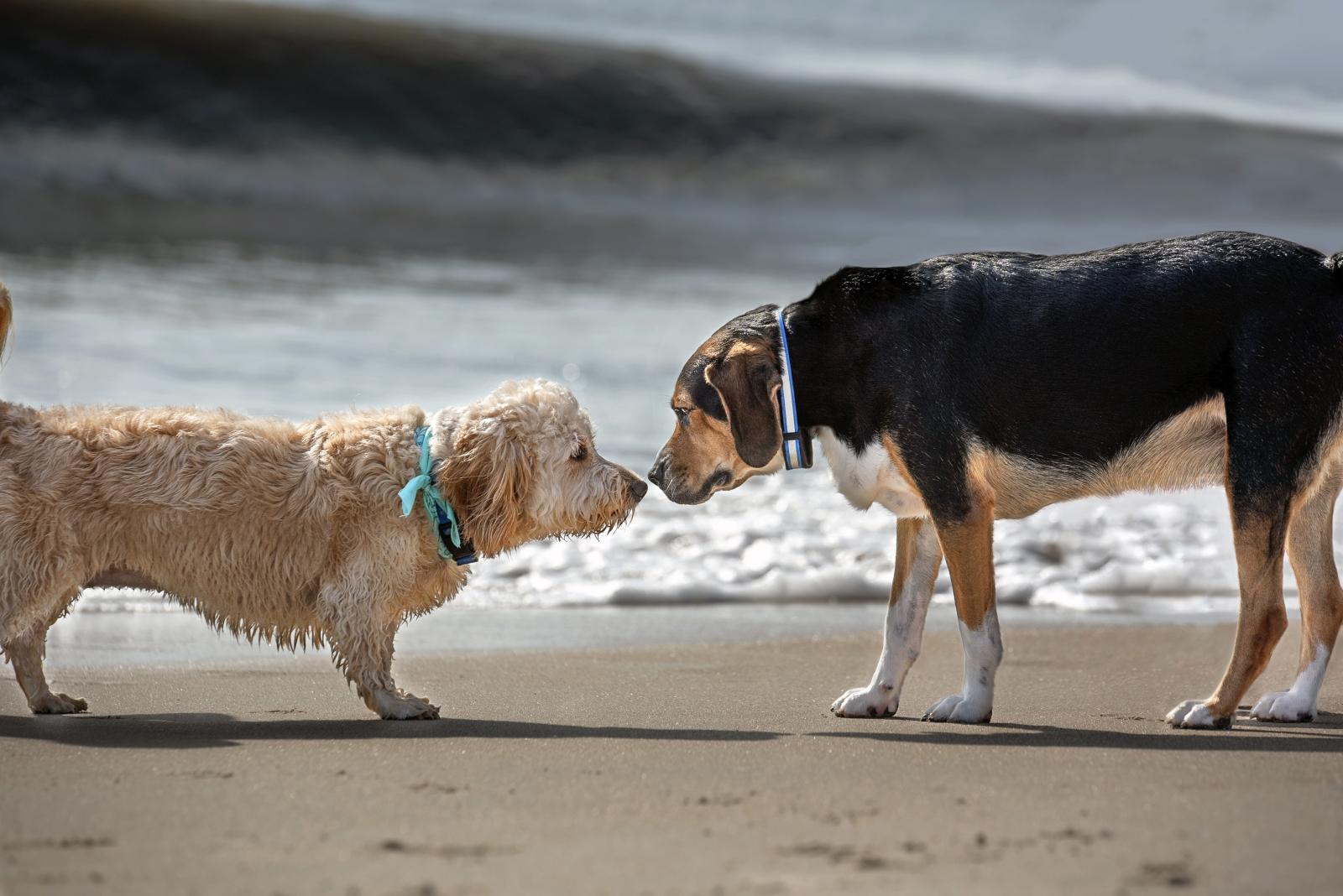 El apareamiento canino