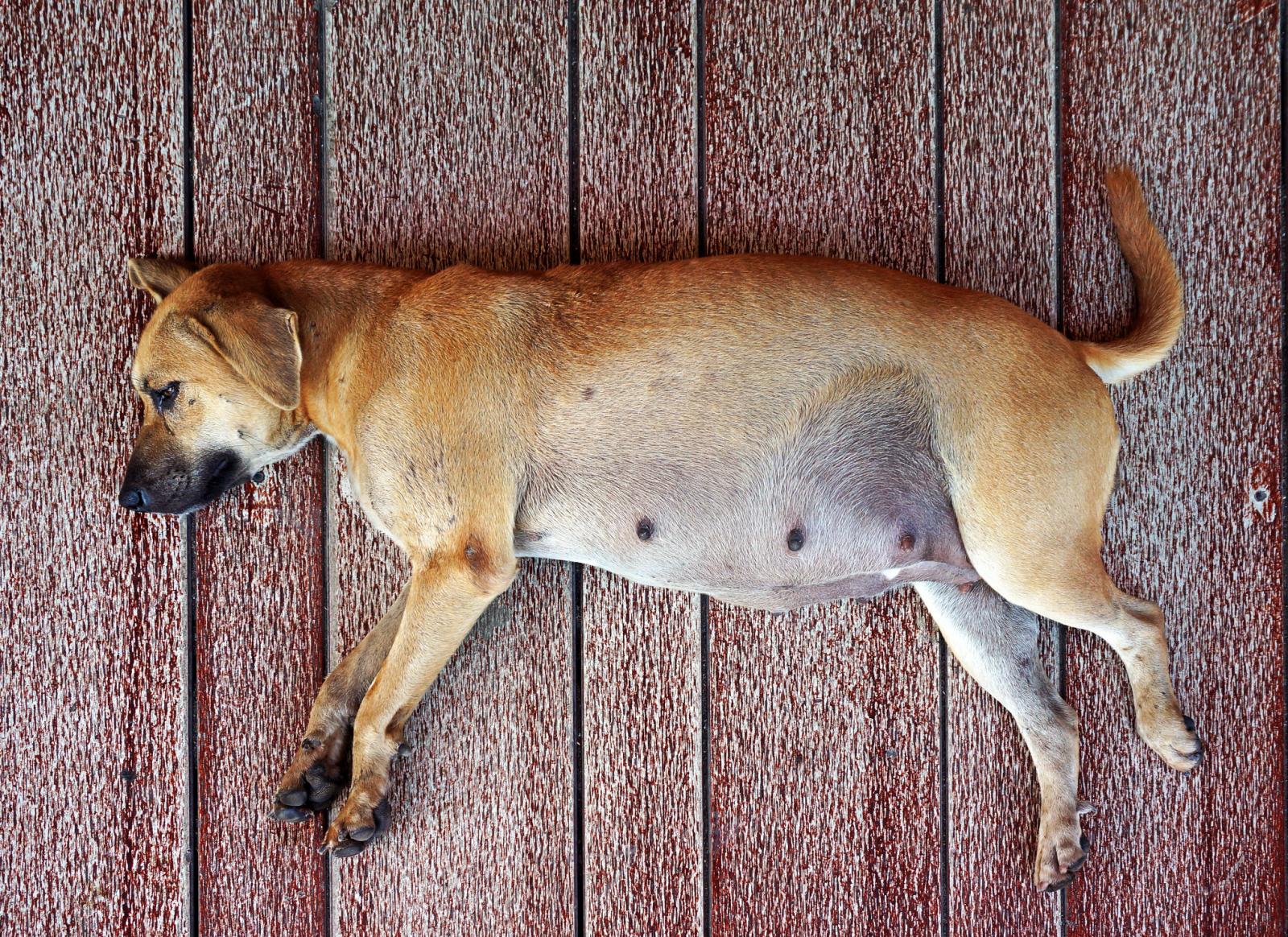 Gestación canina