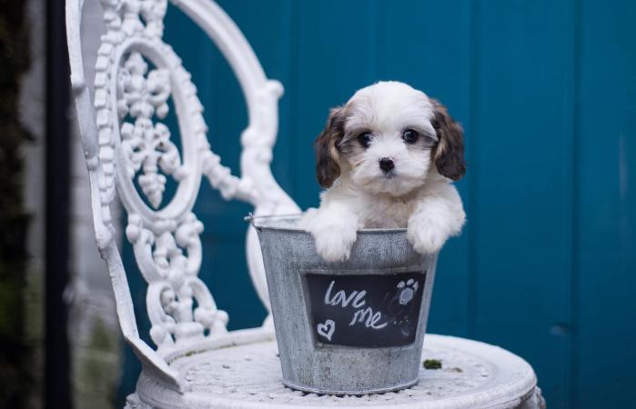 Cachorro Cavachon
