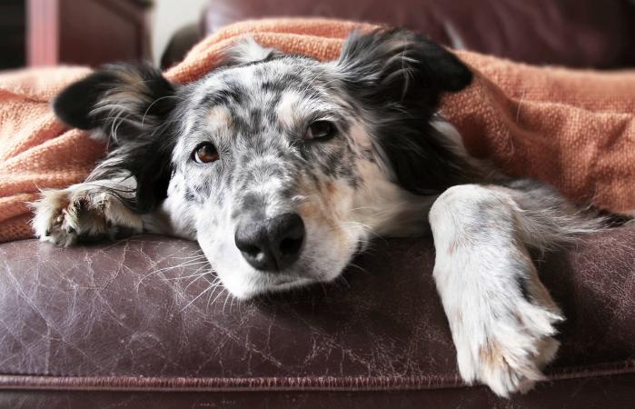 Perro decaído
