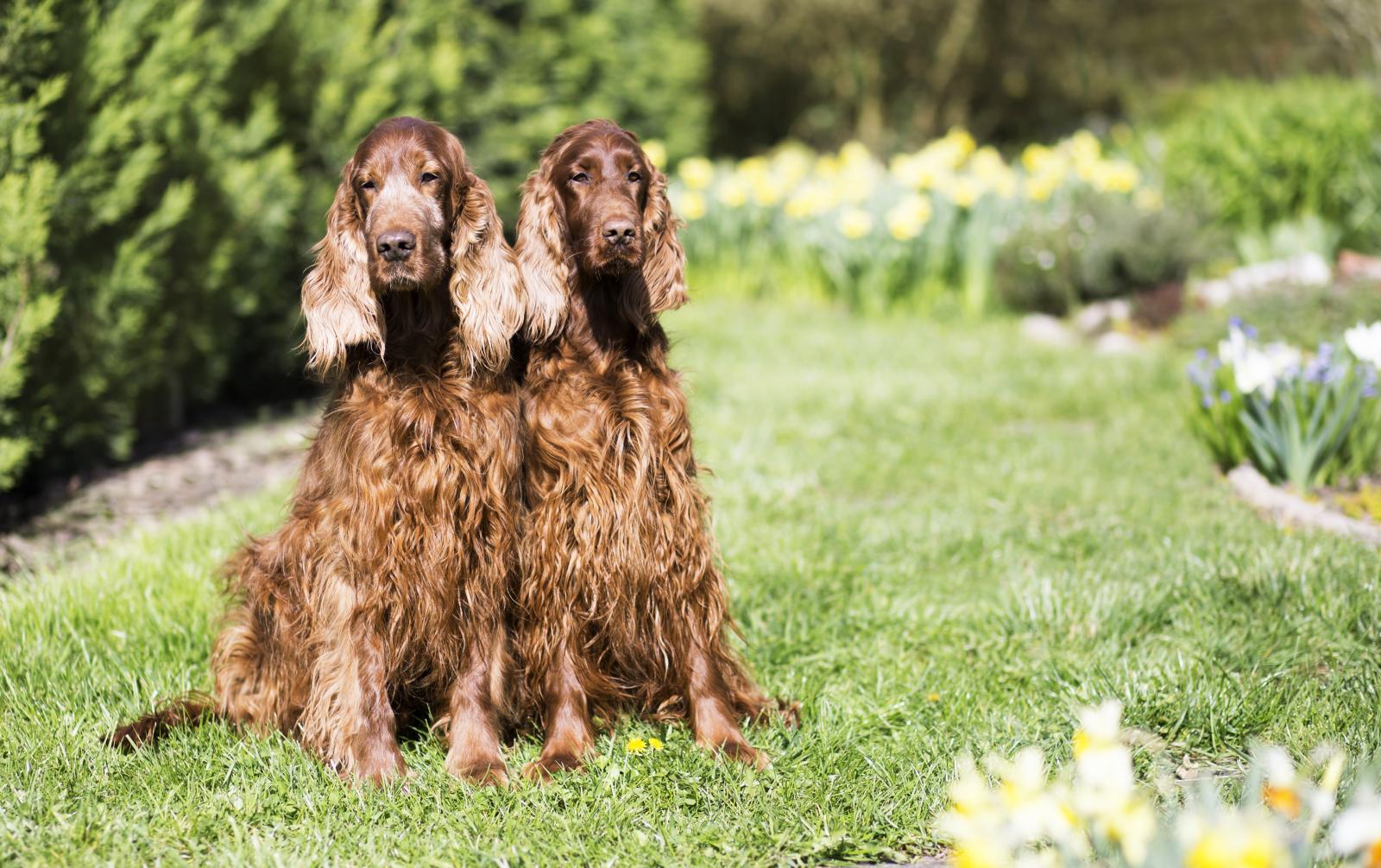Servicio de semental canino