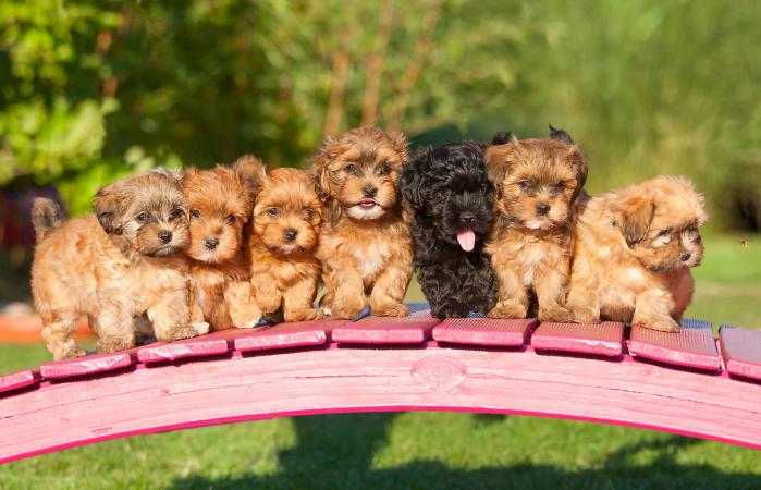 Manada de cachorros
