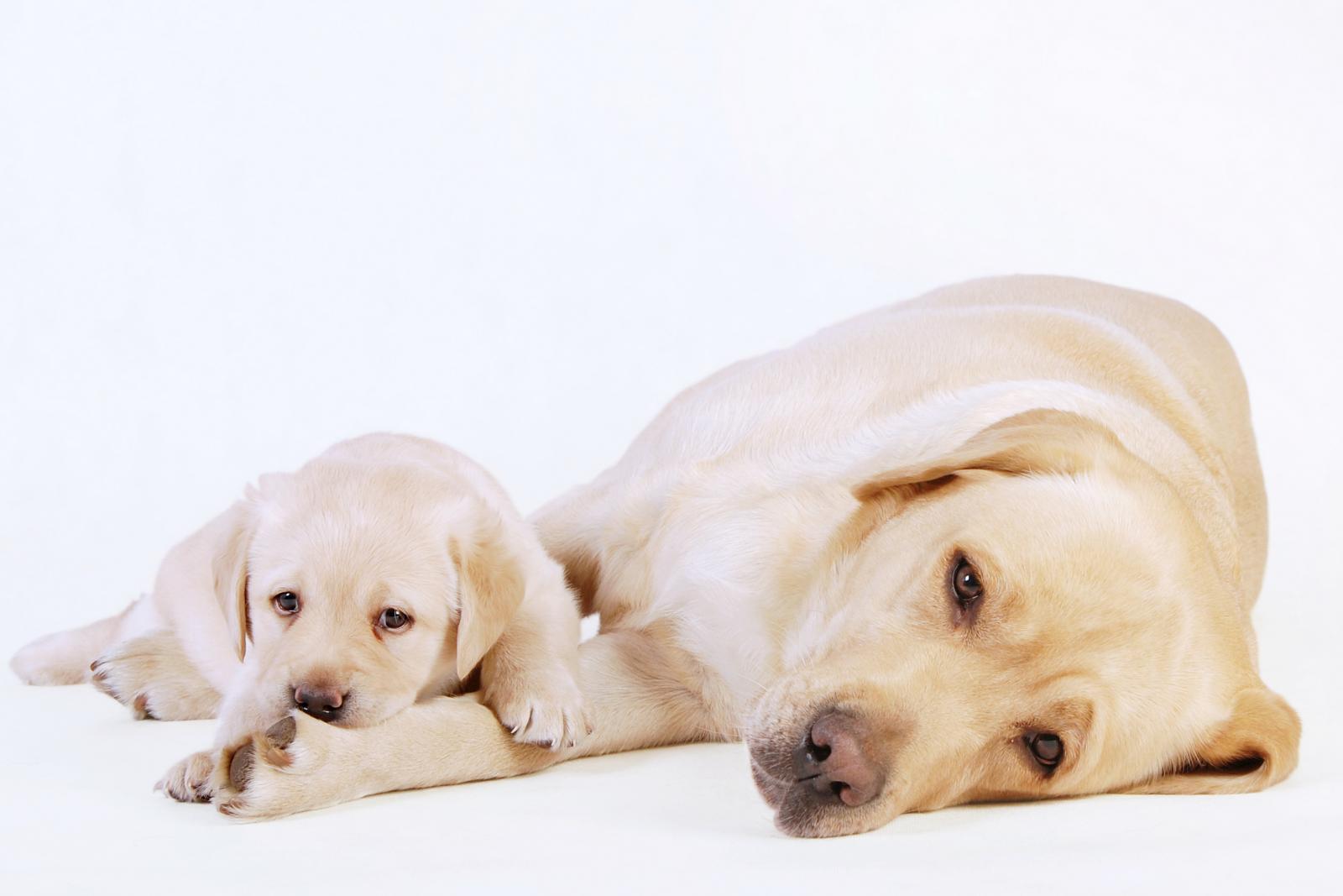 Cachorro con su madre