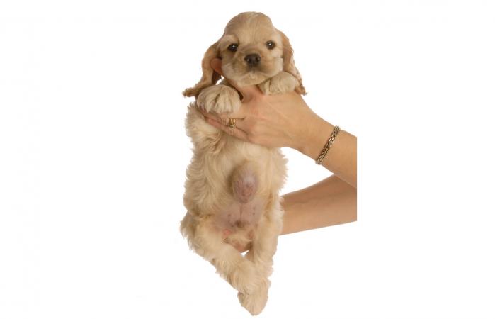 Cachorro con hernia umbilical