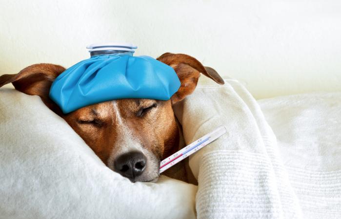 Perro enfermo