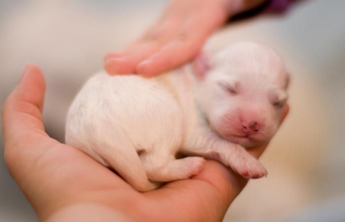 Cachorro recién nacido