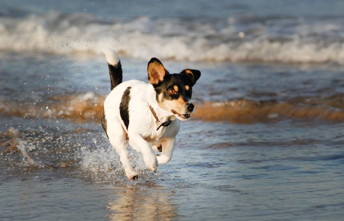 Cachorro Feist corriendo en la playa