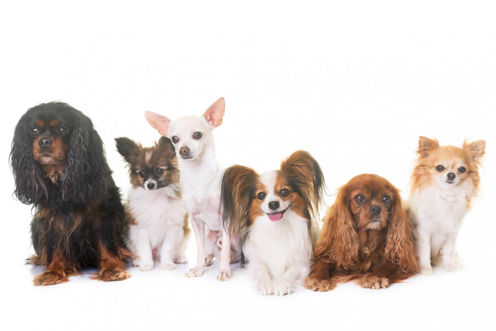 Perros de varias razas