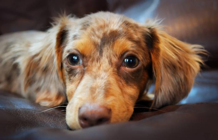 Cachorro Chiweenie