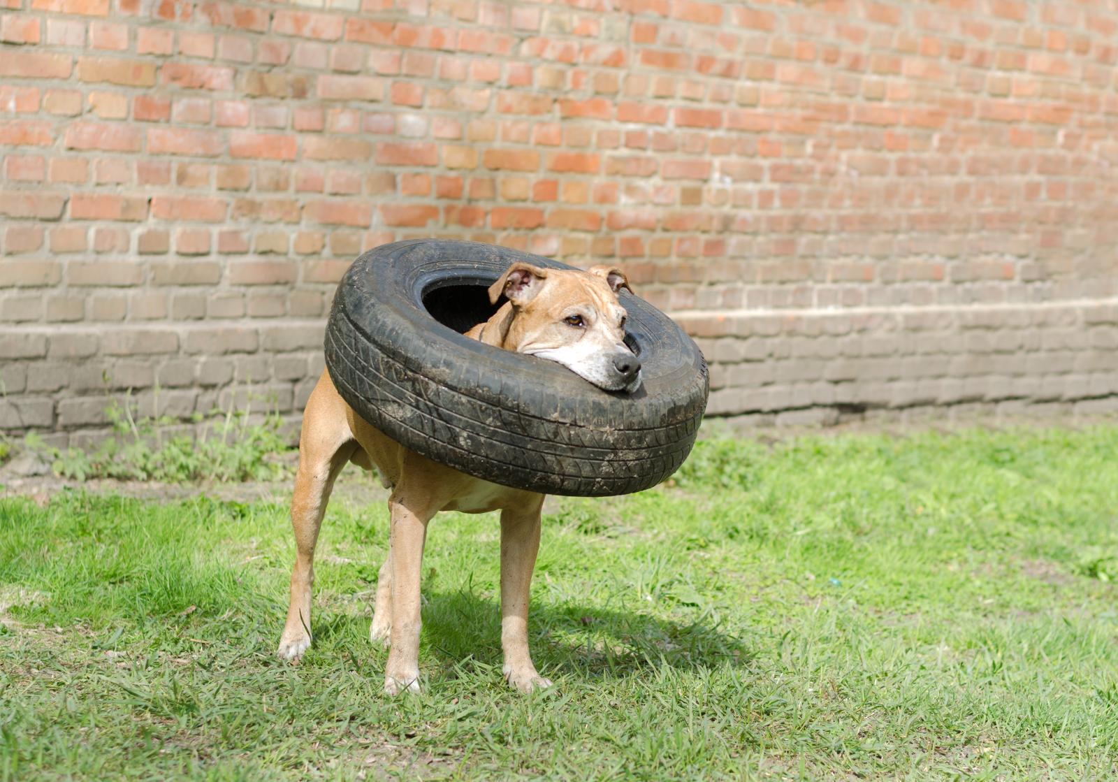 Pitbull con mandíbula fuerte