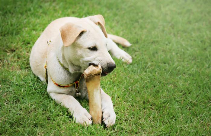 Labrador Retriever masticando un hueso de cuero
