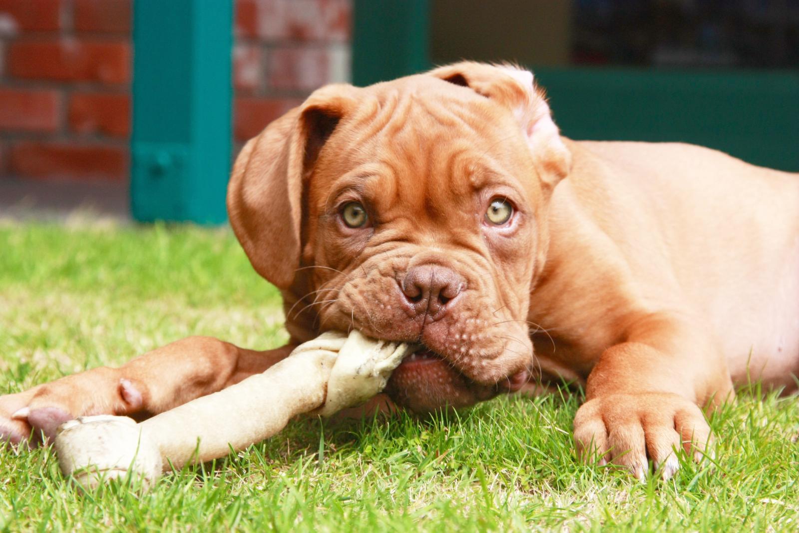 Mastiff frances