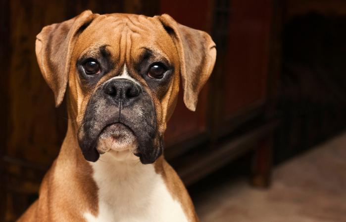 Cachorro boxer