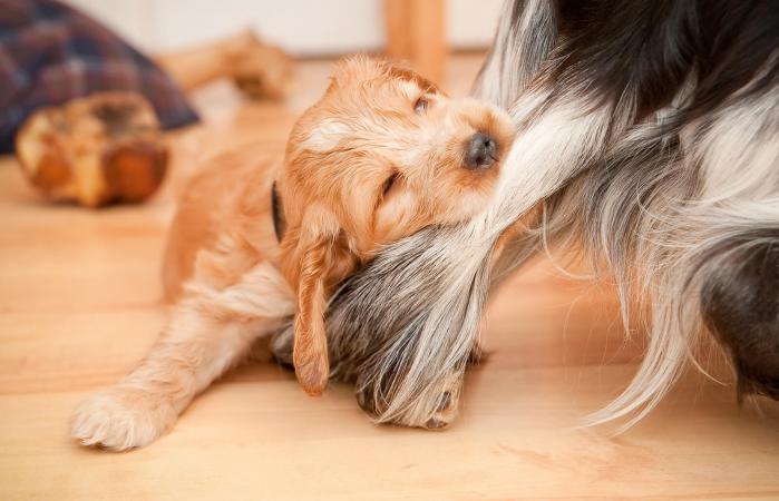 Perrito mordelón