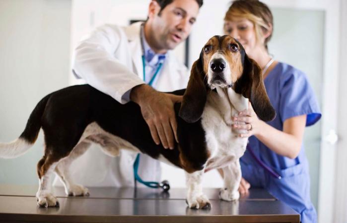 Perro en el veterinario