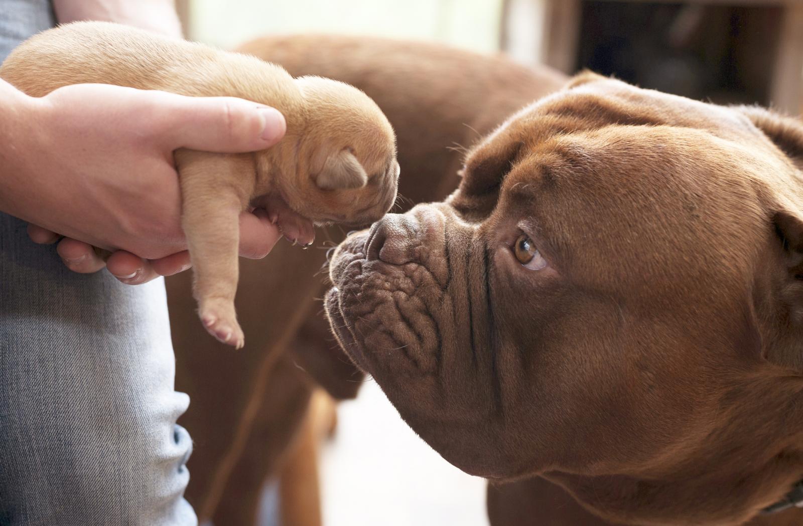 Perra y su cachorro