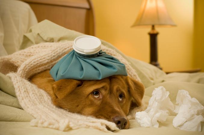 Perro enfermo en la cama