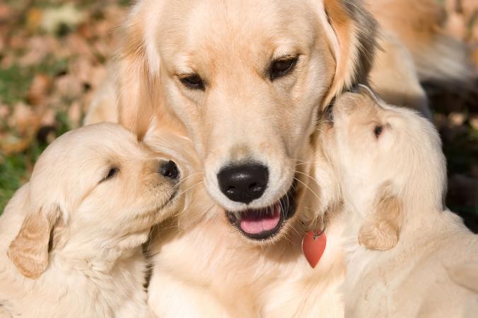 Perro perdiguero madre y cachorros