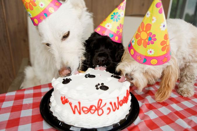 Tres perros comiendo pastel