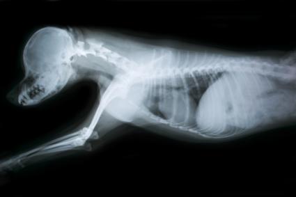 parasitos en pulmones de perros