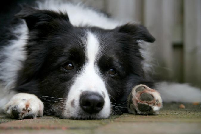 Perro Border Collie deprimido