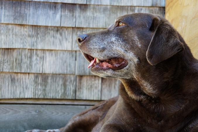 Perro labrador viejo