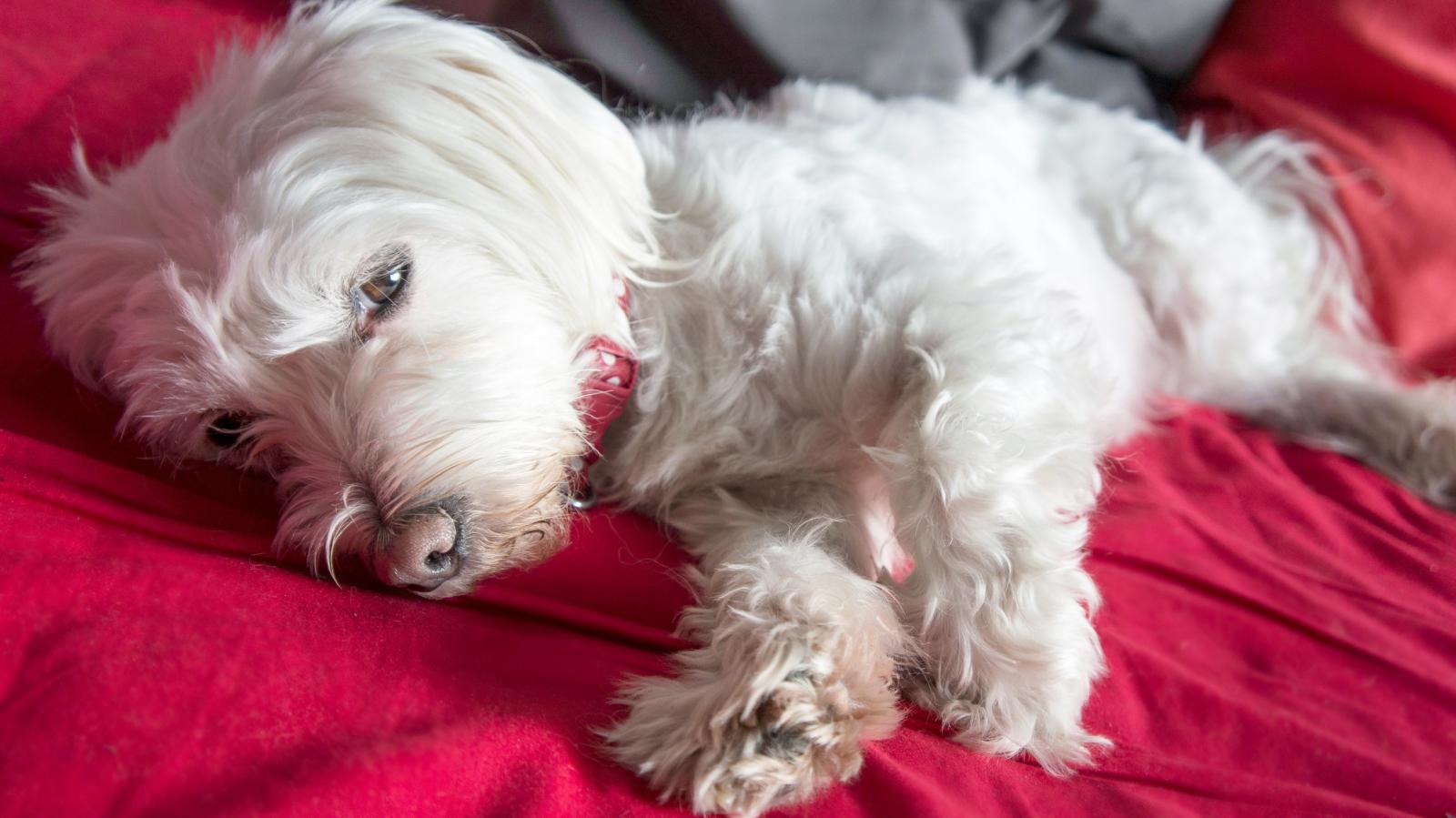 Perro tumbado