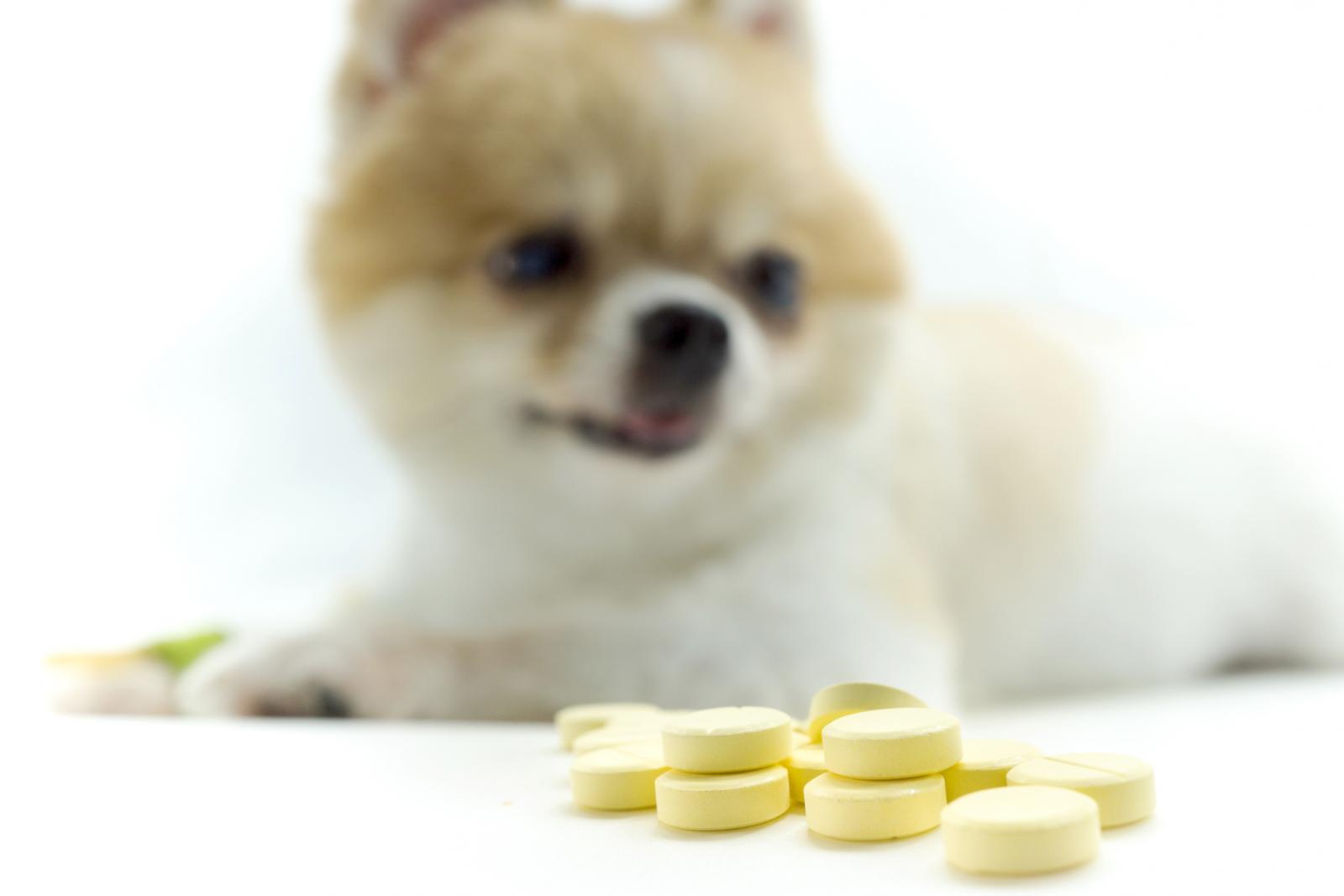Perro con pastillas