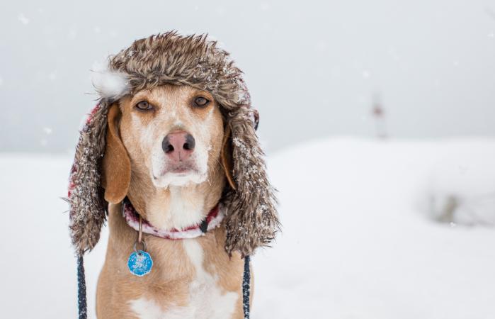 Perro con gorro de invierno