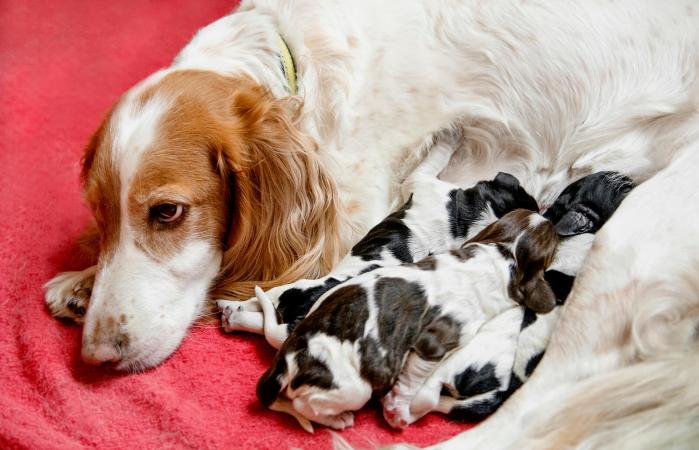 Cachorros recién nacidos con su madre en un caja de parto