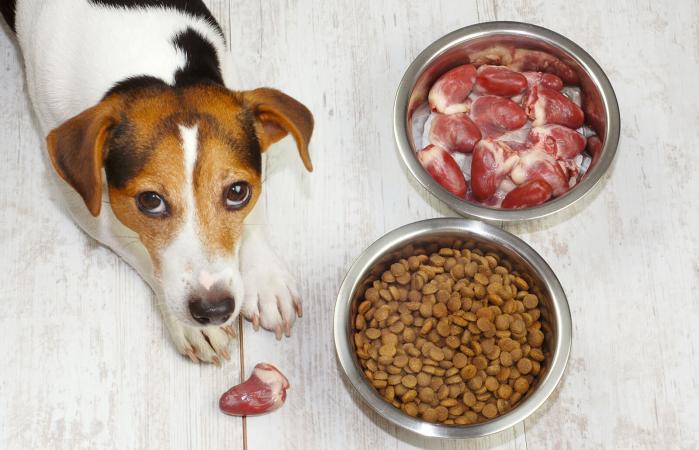 Perro y comida