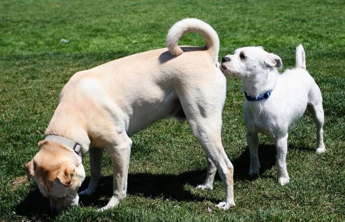 Las glándulas anales dan a cada perro su aroma individual