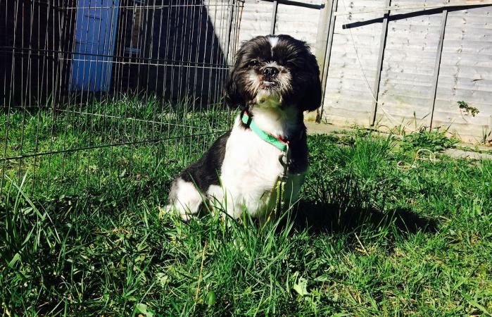 Perro sentado en superficie exterior