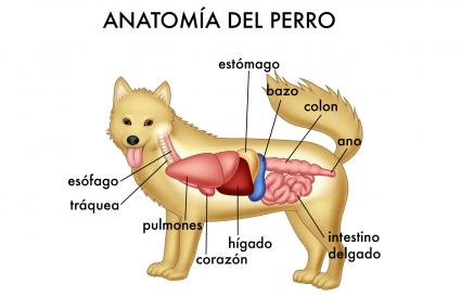 Cancer de higado y estomago