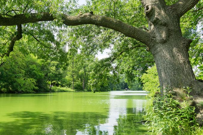Algas verdes azules en el lago