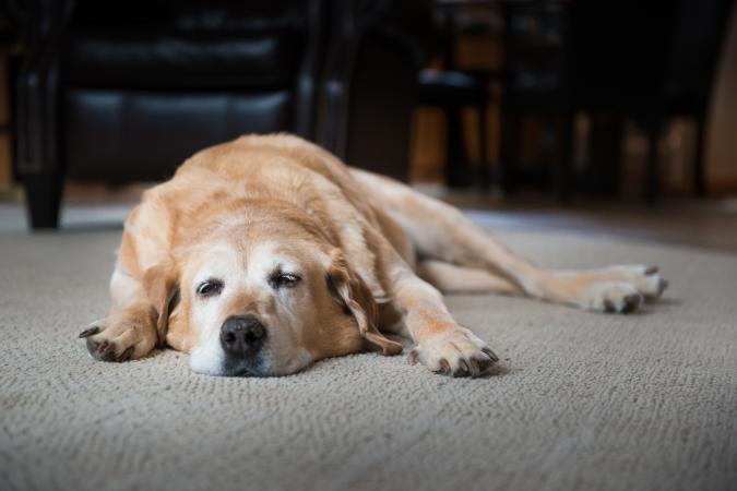 viejo perro cansado