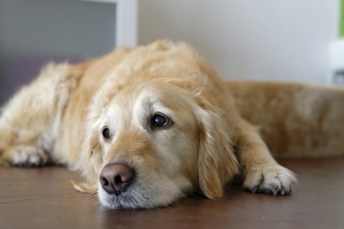 Golden retriever tendido en el suelo