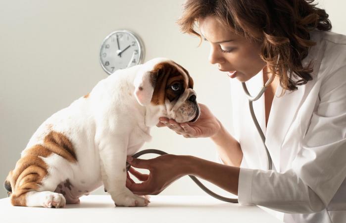 Veterinario examinando a cachorro