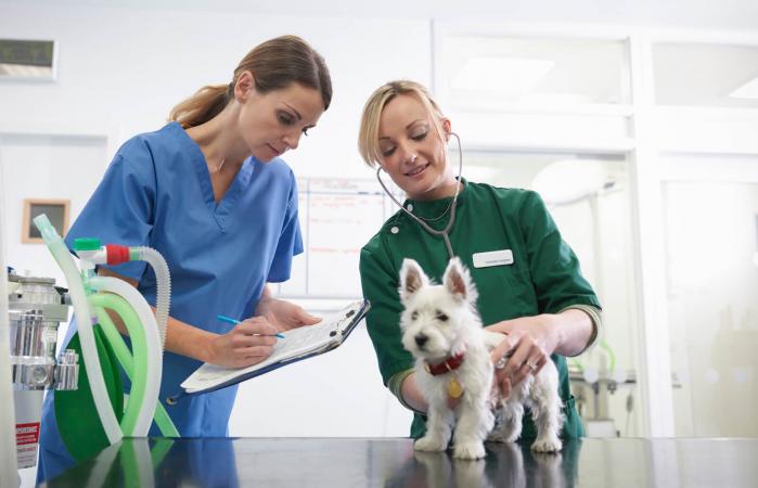 Veterinaria y enfermera examinan perro