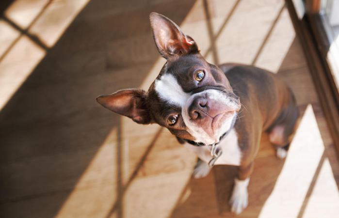 Tierno cachorro