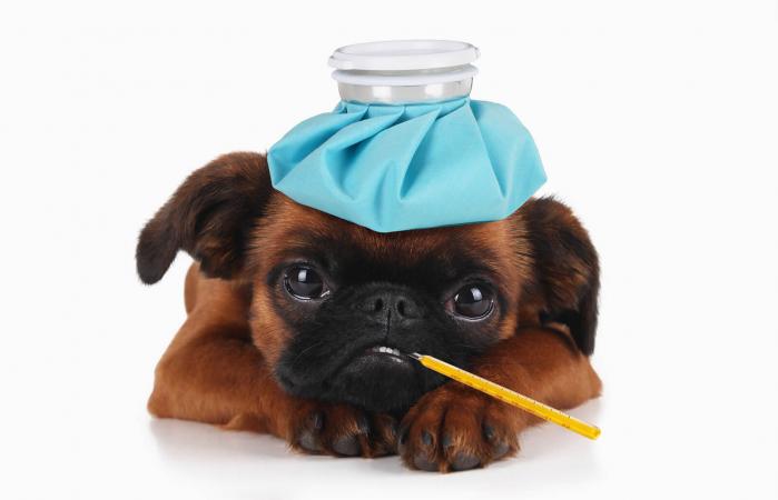 Cachorro con hielo en la cabeza
