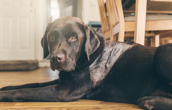 síntomas de parásitos en sangre de perro síntomas de parásitos en sangre de perro