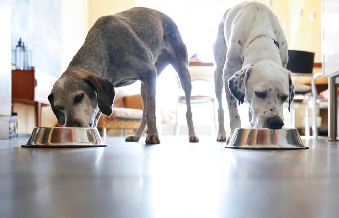 Perros comiendo de tazones
